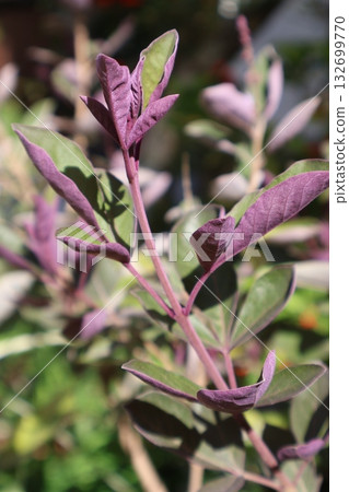 The underside of the leaves of the Western carrot tree are purple 132699770