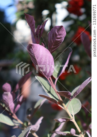 Western carrot with purple undersides 132699771