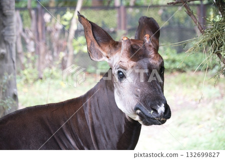橫濱動物園的霍加狓 Zoorasia 132699827