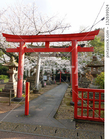 The vermilion torii gate and cherry blossoms of the historic Shiroyama Inari Shrine, located within the national treasure Matsue Castle and visited by Lafcadio Hearn almost daily. 132699924
