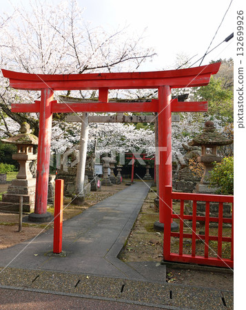The vermilion torii gate and cherry blossoms of the historic Shiroyama Inari Shrine, located within the national treasure Matsue Castle and visited by Lafcadio Hearn almost daily. 132699926