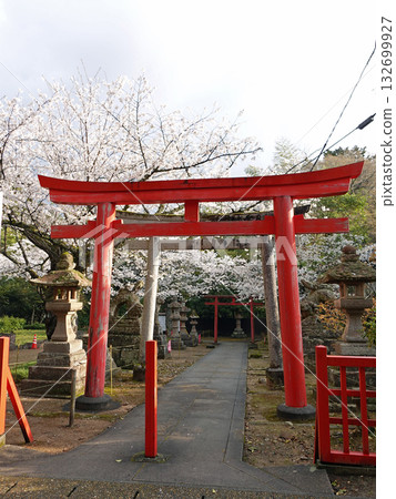 The vermilion torii gate and cherry blossoms of the historic Shiroyama Inari Shrine, located within the national treasure Matsue Castle and visited by Lafcadio Hearn almost daily. The vermilion torii gate and cherry blossoms of the historic Shiroyama Inari Shrine, located within the national treasure Matsue Castle and visited by Lafcadio Hearn almost daily. 132699927