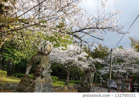 松江城內的白山神社,是島根縣松江市的象徵,以其深受拉夫卡迪奧·赫恩喜愛的石狐而聞名。神社內的石狐和櫻花,是松江市的象徵。 松江城內的白山神社,是島根縣松江市的象徵,以其深受拉夫卡迪奧·赫恩喜愛的石狐而聞名。神社內的石狐和櫻花,是松江市的象徵。 132700151