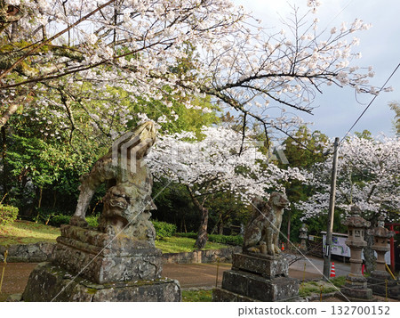松江城內的白山神社，是島根縣松江市的象徵，以其深受拉夫卡迪奧·赫恩喜愛的石狐而聞名。神社內的石狐和櫻花，是松江市的象徵。 132700152
