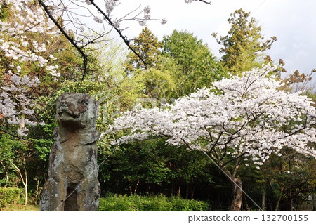 The stone fox and cherry blossoms at Shiroyama Shrine, a historic shrine within Matsue Castle, a symbol of Matsue City, Shimane Prefecture, famous for its stone fox beloved by Lafcadio Hearn. 132700155