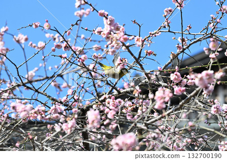 一隻繡眼鳥在盛開的梅花叢中飛翔。 132700190