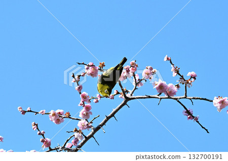 Mejiro堅持梅花 132700191