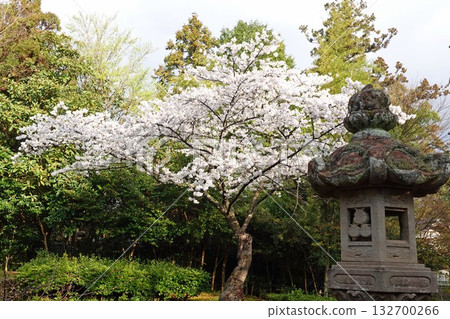 島根縣松江市的松江城，櫻花盛開，燈籠點綴其間，松江城是日本的國寶級文物。 132700266