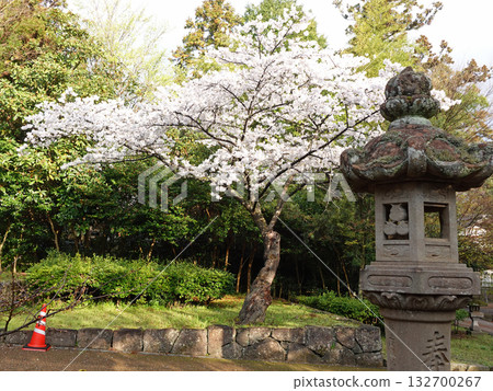 島根縣松江市的松江城，櫻花盛開，燈籠點綴其間，松江城是日本的國寶級文物。 132700267