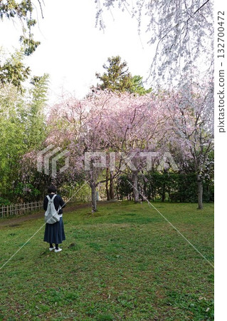 一位女子與一棵盛開的垂枝櫻花樹在松江城花園中合影。松江城是島根縣松江市的象徵,也是日本的國寶級古蹟。 一位女子與一棵盛開的垂枝櫻花樹在松江城花園中合影。松江城是島根縣松江市的象徵,也是日本的國寶級古蹟。 132700472