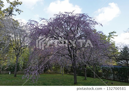 島根縣松江市松江城(國寶級古蹟)花園中,垂枝櫻花盛開。 島根縣松江市松江城(國寶級古蹟)花園中,垂枝櫻花盛開。 132700581