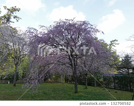 島根縣松江市松江城(國寶級古蹟)花園中,垂枝櫻花盛開。 島根縣松江市松江城(國寶級古蹟)花園中,垂枝櫻花盛開。 132700582