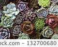 Colorful cactuses lined up at a flower shop 132700680