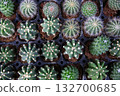 Colorful cactuses lined up at a flower shop 132700685