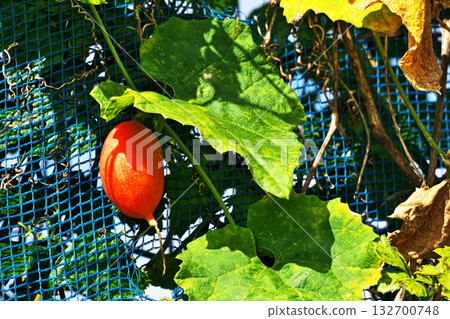 Orange caltrop fruit (autumn, October) Orange caltrop fruit (autumn, October) 132700748