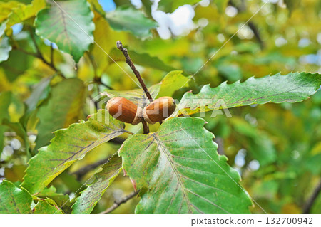 Brown oak nuts (autumn, October) 132700942