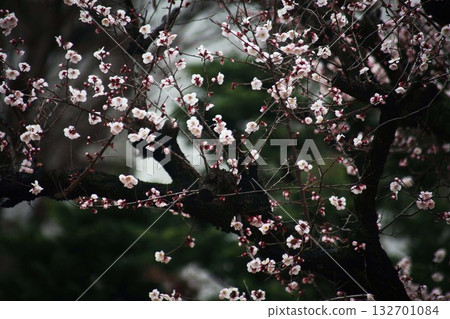梅花薄粉紅色的花 132701084