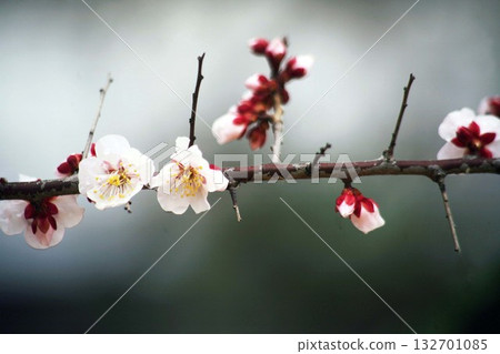 梅花薄粉紅色的花 梅花薄粉紅色的花 132701085