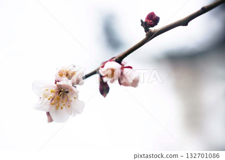 梅花薄粉紅色的花 梅花薄粉紅色的花 132701086