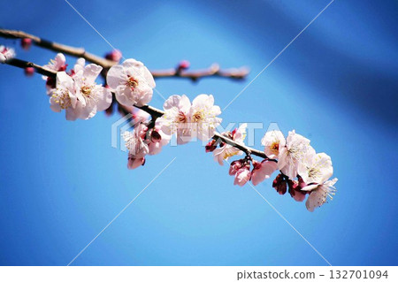 White plum blossoming in the blue sky White plum blossoming in the blue sky 132701094