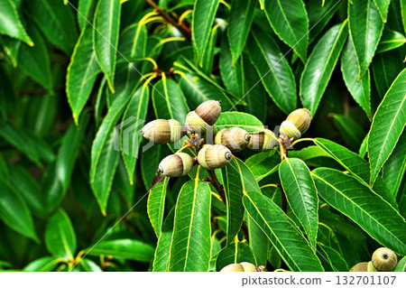 櫟屬植物（Quercus serrata）果實變成褐色（秋季，十月） 132701107