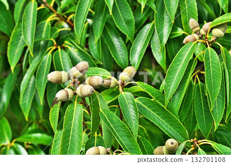 櫟屬植物（Quercus serrata）果實變成褐色（秋季，十月） 132701108