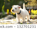 Welsh Highland White terrier 132701231