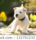 Welsh Highland White terrier 132701232