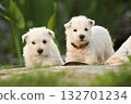 Welsh Highland White terrier puppies 132701234