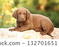 Chesapeake Bay retriever puppy in the garden 132701651