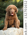 Chesapeake Bay retriever puppy in the garden 132701652
