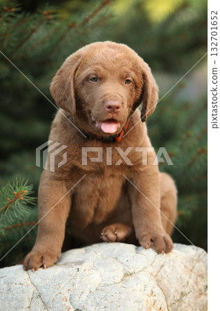 Chesapeake Bay retriever puppy in the garden 132701652