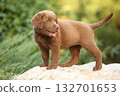 Chesapeake Bay retriever puppy in the garden 132701653