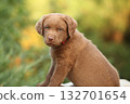 Chesapeake Bay retriever puppy in the garden 132701654