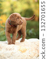 Chesapeake Bay retriever puppy in the garden 132701655