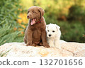 Chesapeake Bay retriever and Welsh Highland White terrier puppies 132701656