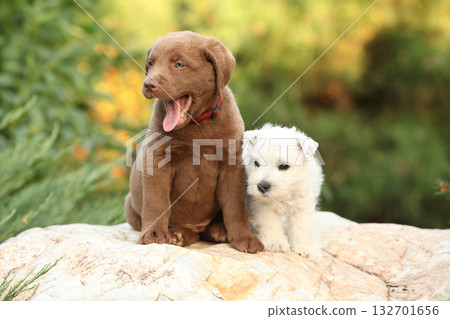 Chesapeake Bay retriever and Welsh Highland White terrier puppies 132701656