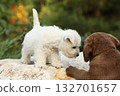 Chesapeake Bay retriever and Welsh Highland White terrier puppies 132701657