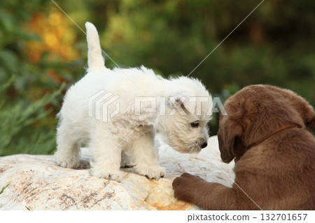 Chesapeake Bay retriever and Welsh Highland White terrier puppies 132701657
