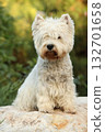 West Highland White terrier on the stone 132701658
