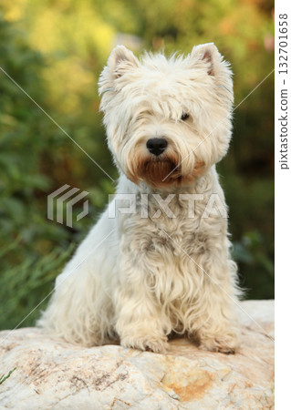 West Highland White terrier on the stone 132701658