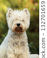 West Highland White terrier on the stone 132701659