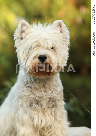 West Highland White terrier on the stone West Highland White terrier on the stone 132701659