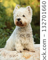 West Highland White terrier on the stone 132701660