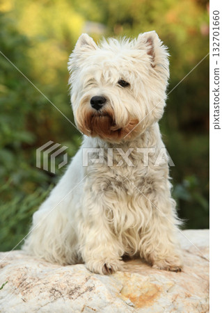West Highland White terrier on the stone 132701660