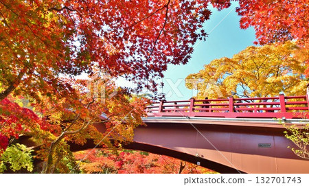 新潟縣西蒲原郡彌彥村彌彥公園紅葉谷觀月橋的紅葉 132701743