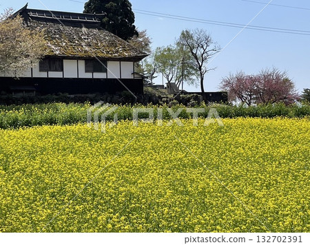 Rape blossoms in full bloom and an old thatched roof house Rape blossoms in full bloom and an old thatched roof house 132702391