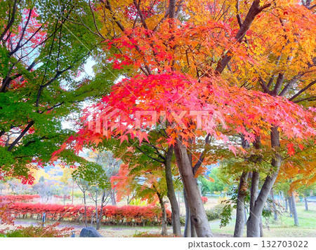 Autumn leaves season Autumn leaves season 132703022