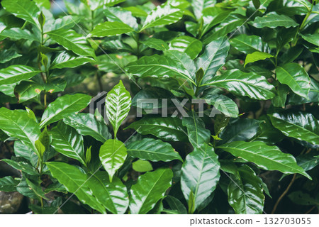 Fresh coffee bean green leaf bush berry plant arabica garden. Agriculture Green coffee tree growing berry bean plant. Coffee tree farm growth in eco organic garden. fresh nature farm 132703055
