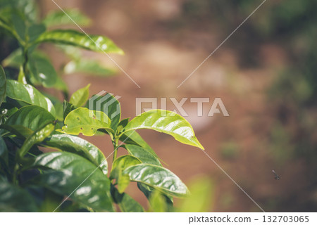 Banner Agriculture Green coffee tree growing berry bean plant. Coffee tree farm growth in eco organic garden. Panorama Fresh coffee bean green leaf bush berry plant arabica garden with copy space 132703065